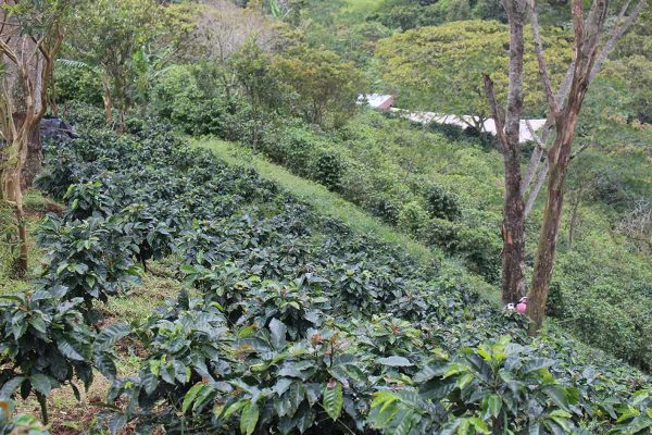 Colombia Finca El Agrado Lote II - Colombia Finca El Agrado