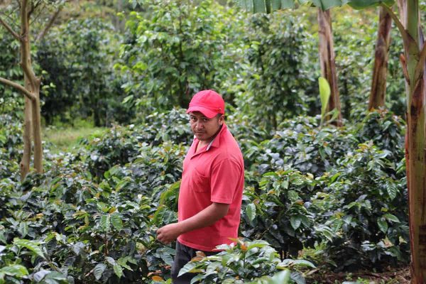 Colombia Finca El Agrado Lote II - Colombia Finca El Agrado