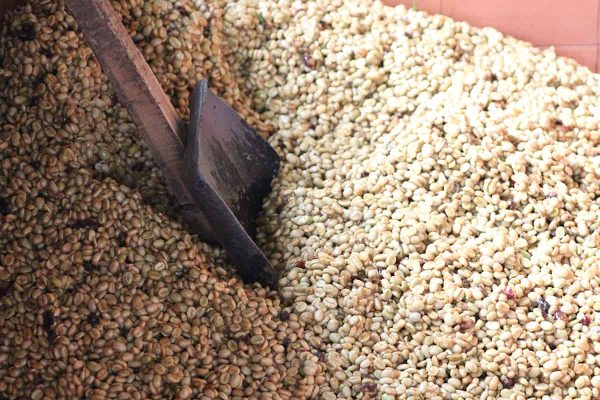 Colombia Finca El Agrado Lote II - Colombia Finca El Agrado