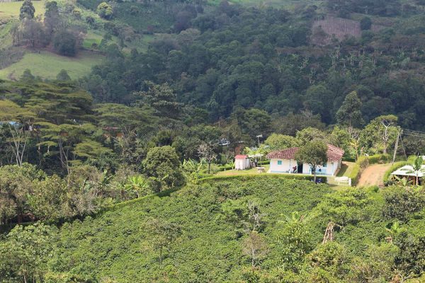 Colombia Finca El Agrado Lote II - Colombia Finca El Agrado