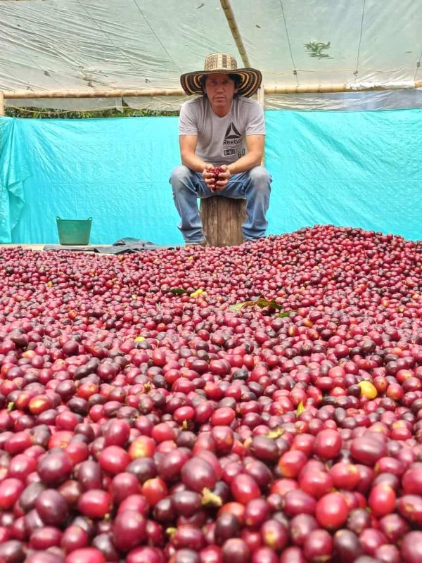 Colombia Finca El Agrado Lote II - Colombia Finca El Agrado