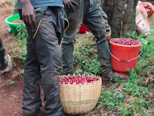 Ethiopia Buriso Amaje - Natural - Ethiopia Buriso Amaje