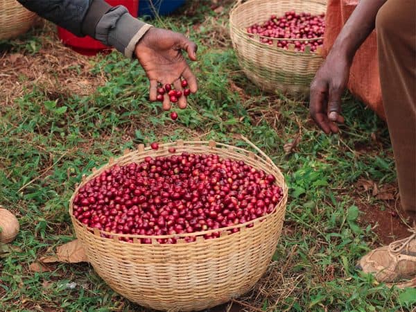 Ethiopia Buriso Amaje - Natural - Ethiopia Buriso Amaje
