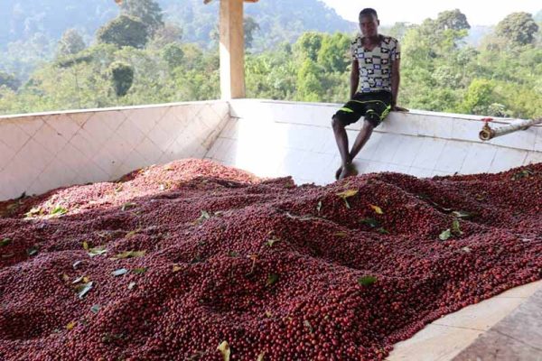 Ethiopia Alaka Wine Process Anaeróbico - Ethiopia Alaka Wine Process Anaeróbico