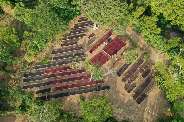 El Salvador Finca La Reforma - El Salvador Finca La Reforma