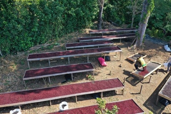 El Salvador Finca La Reforma - El Salvador Finca La Reforma
